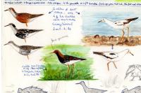 Calidris pugnax