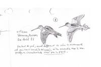 Gallinago gallinago