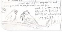 Asio otus