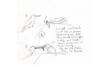Alcedo atthis