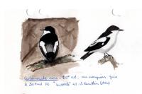 Ficedula hypoleuca