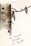 Sitta europaea