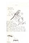Lanius collurio