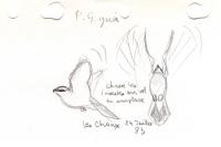 Lanius excubitor
