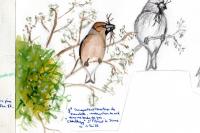 Coccothraustes coccothraustes