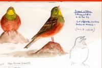 Emberiza hortulana