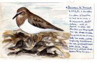 Calidris temminckii