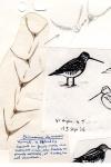 Gallinago gallinago