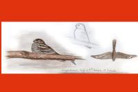 Caprimulgus europaeus