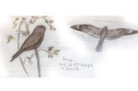 Caprimulgus europaeus
