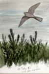 Caprimulgus europaeus