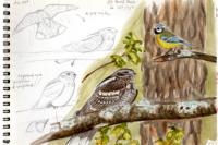 Caprimulgus europaeus