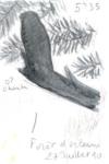 Caprimulgus europaeus
