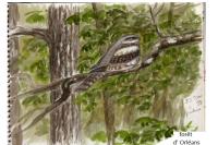 Caprimulgus europaeus