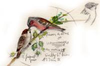 Passer montanus