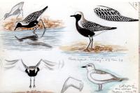 Pluvialis squatarola