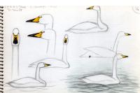 Cygnus cygnus