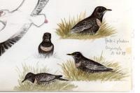 Turdus torquatus