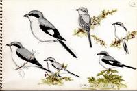 Lanius excubitor