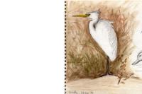 Ardea alba