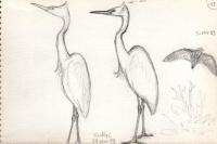 Ardea alba