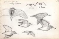 Lymnocryptes minimus