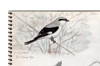 Lanius excubitor