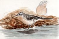 Anthus spinoletta