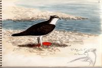 Pandion haliaetus