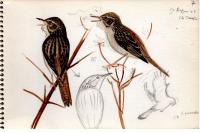 Locustella naevia