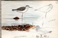 Tringa stagnatilis