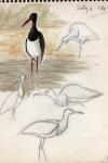 Ciconia nigra