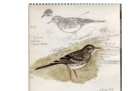 Anthus pratensis
