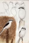 Lanius excubitor