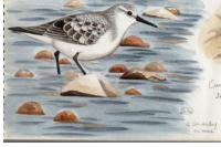 Calidris alba