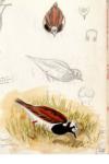 Arenaria interpres