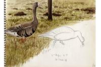 Anser albifrons
