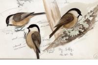 Poecile montanus