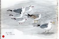 Larus canus