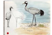 Grus grus