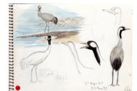 Grus grus