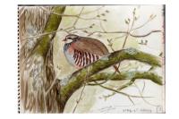 Alectoris rufa
