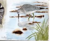 Calidris canutus