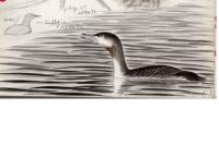 Gavia stellata