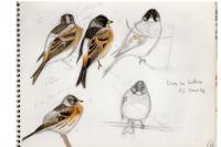 Fringilla montifringilla