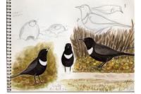 Turdus torquatus