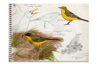 Motacilla flava