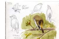 Phylloscopus bonelli