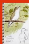 Phylloscopus bonelli