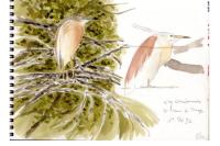 Ardeola ralloides